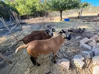 பெண் ஆடு, Cameroon sheep — புகைப்படம் 6