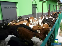 گاو ماده, Russian Black pied cattle — عکس 3