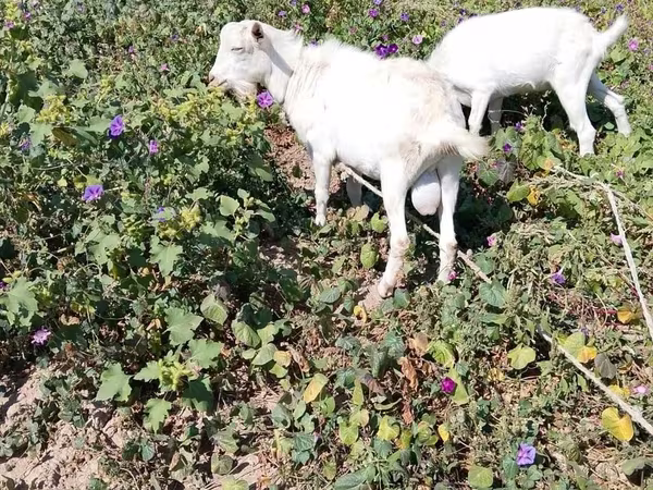 بز نر, Saanen goat
