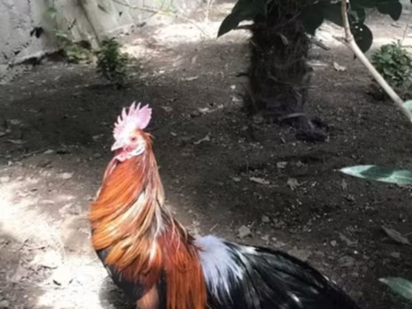 بنتام ژاپنی