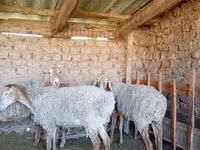 Schaf, Arashan sheep — Foto 6
