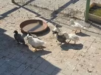 Ducks — photo 3