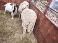 مینڈھا, بھیڑیں — تصویر 3
