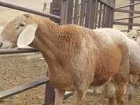 Beran, Arashan sheep — foto 3