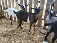 Ziegenbock, Ziegen — Foto 5