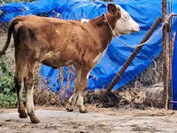 Ko, Simmental cattle — foto 5