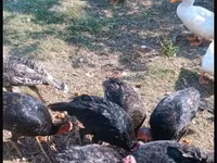 Turkeys — عکس 6