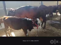 गाय, Simmental cattle — फ़ोटो 3