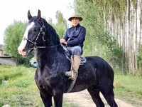 Kůň, Koně — foto 2