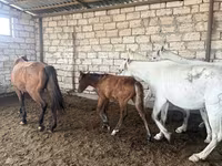 اسب نر, اسب — عکس 4