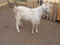 雄ヤギ, Saanen goat — 写真 2