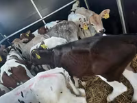 Stier, Simmental cattle — foto 1