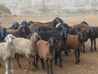 ஆண் ஆடு, ஆடுகள் — புகைப்படம் 6