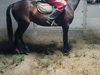 Cavallo, Cavalli — foto 2