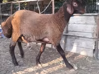 میش, Blackheaded Persian sheep — عکس 2