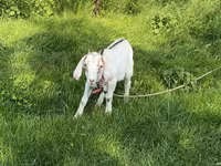 Koza, Kozy — foto 1