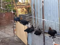 Chickens — zdjęcie 5