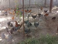 Chickens — รูปภาพ 1