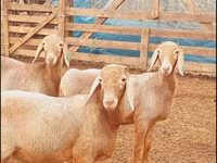 Montone, Arashan sheep — foto 5