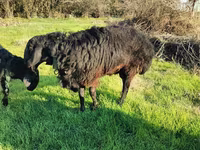كبش, Tian-Shan semifinewool sheep — الصورة 6