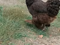 Brahma — foto 5