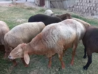 Baran, Edilbay sheep — zdjęcie 5