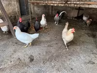 Danish hen — picha 2