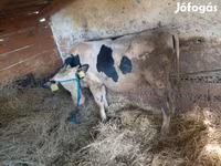 Lembu jantan, Holstein breed — foto 4