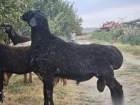 Kambing jantan, Sheep — foto 1