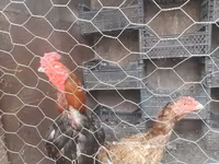 Chickens — fotografija 6