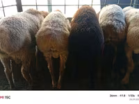የጎትት አውራ በግ, Rhon sheep — ፎቶ 3