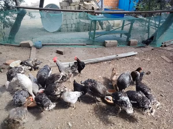 Chickens