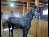 Sto, Orlov Trotter — foto 3