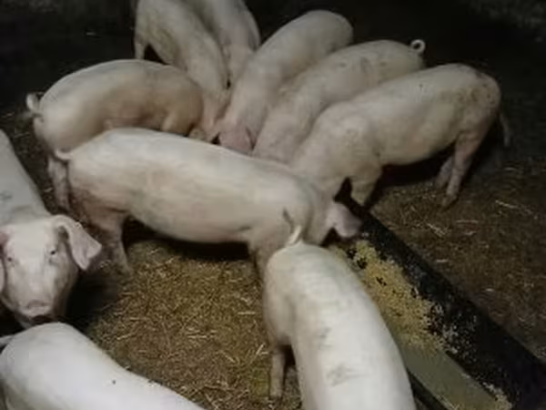 Eber, Крупная белая