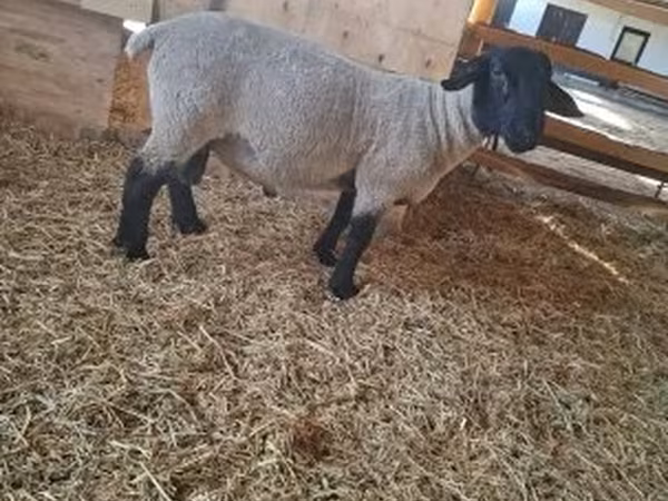 Domba jantan, White Suffolk sheep
