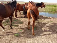 Cavallo, Cavalli — foto 2