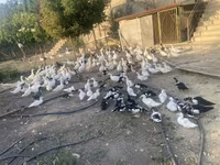 Geese — Foto 2