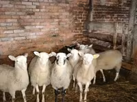 Ram, Katum sheep — photo 1