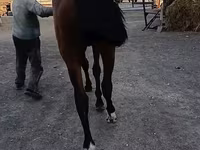 Cavallo, Cavalli — foto 2