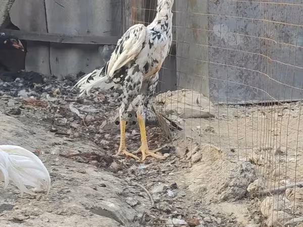 Shamo chickens
