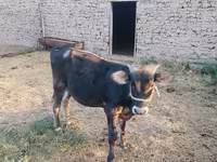 Byk, Swiss cattle — zdjęcie 5