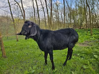 Buk, Nubian Goat — foto 3