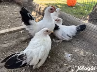 Chickens — الصورة 2