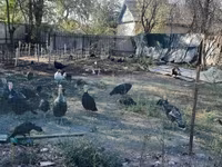 Turkeys — تصویر 2