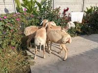 Koyun, Koyunlar — foto 1