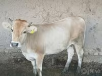 Tehén, Simmental cattle — 1. fotó