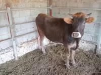 Lo’, Simmental cattle — sawirka 5