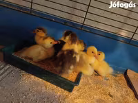 Ducks — foto 2