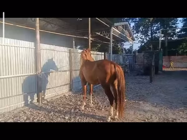 اسب نر, Standardbred