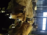 گاو ماده, Aubrac cattle — عکس 3